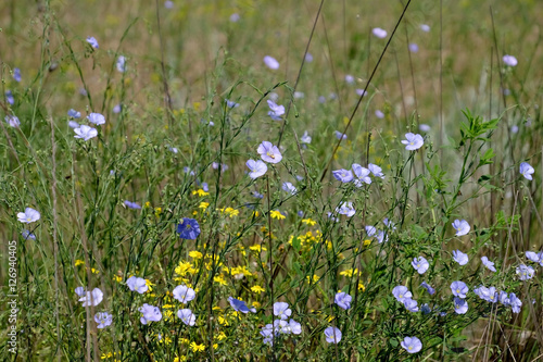 Summer meadow flowers background