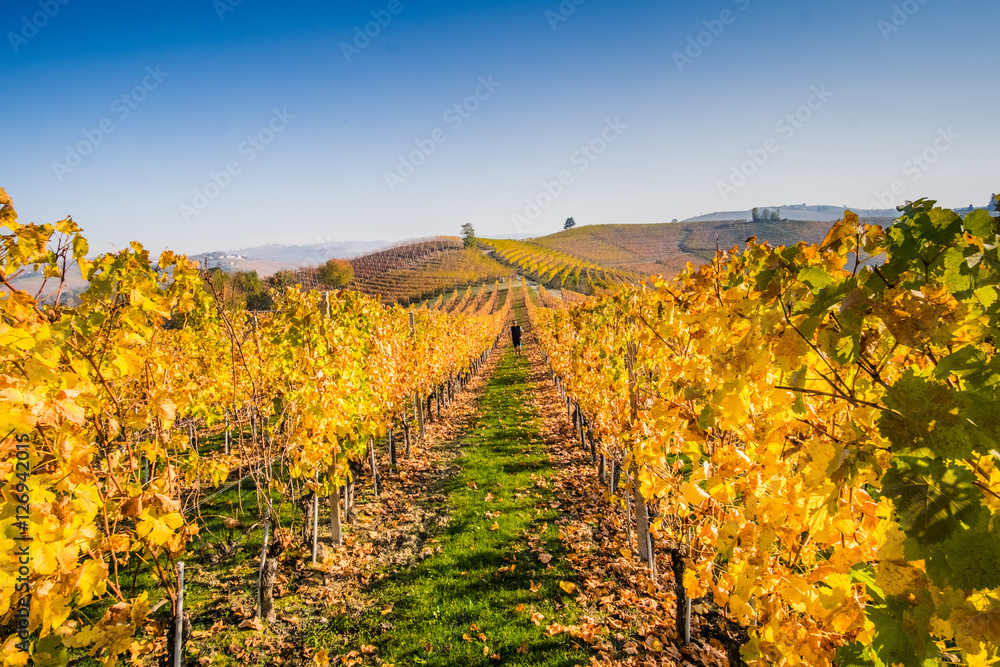 Man running in the vineyards in autumn