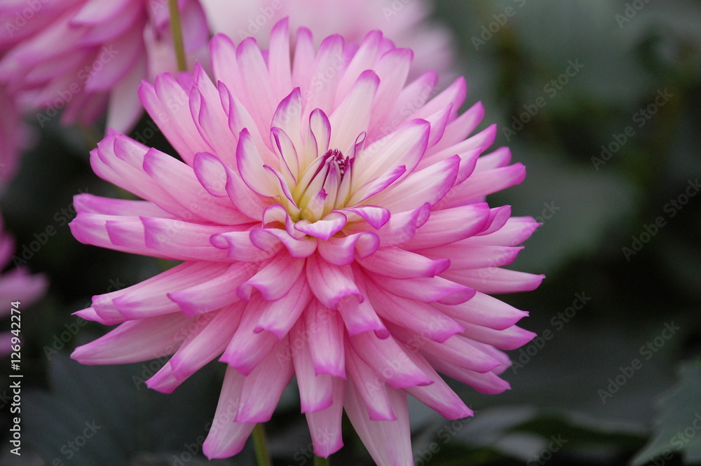 pink flower head pink flower head