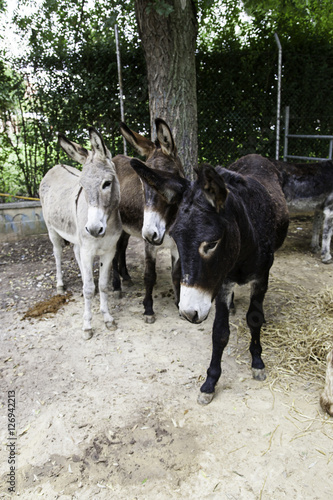 Donkeys on farm © celiafoto