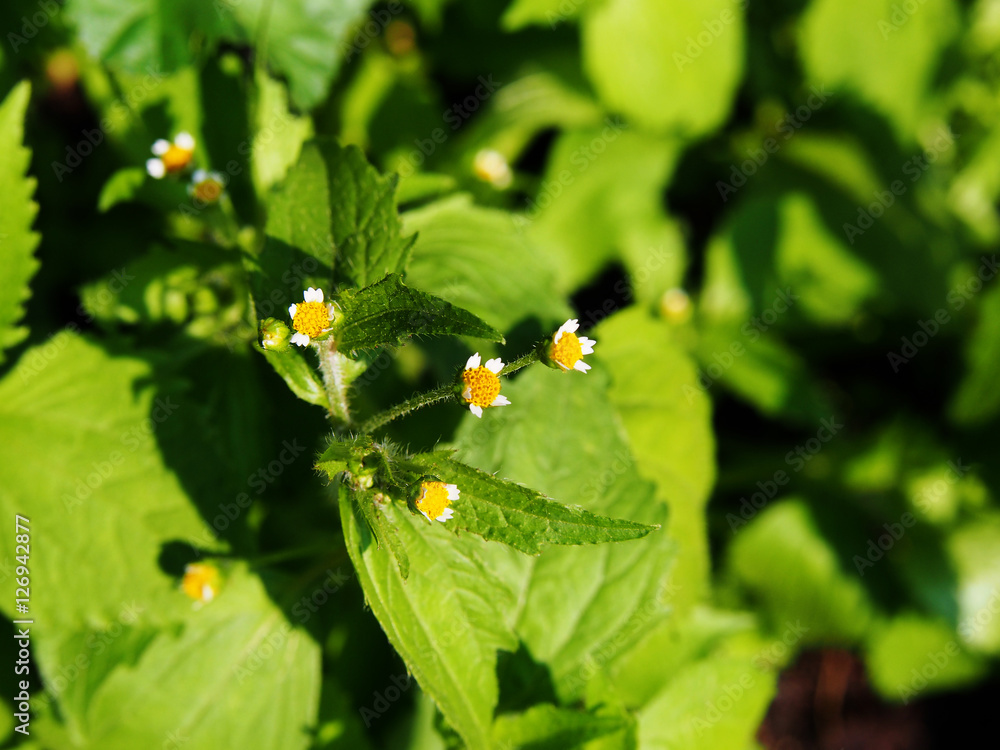 Galinsoga quadriradiata, Galinsoga ciliata  (shaggy soldier, Peruvian daisy, hairy galinsoga, fringed quickweed) 
