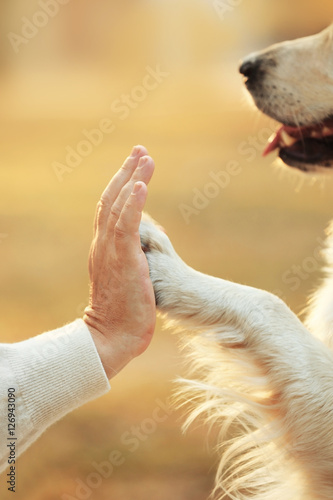 Fototapeta Naklejka Na Ścianę i Meble -  Male hand and dog paw on blurred background. Friendship concept