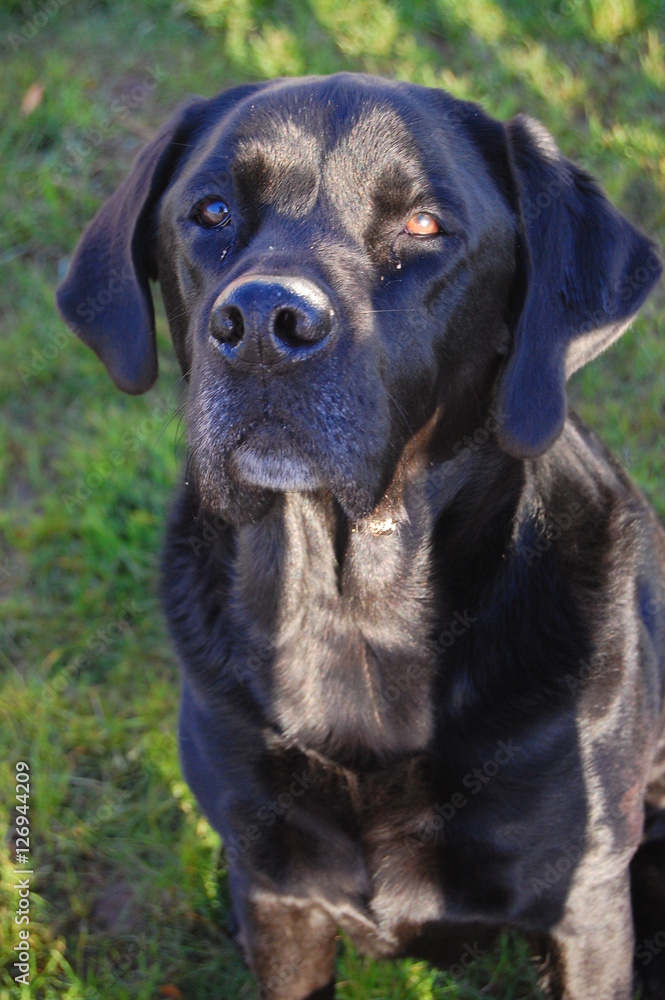 labrador