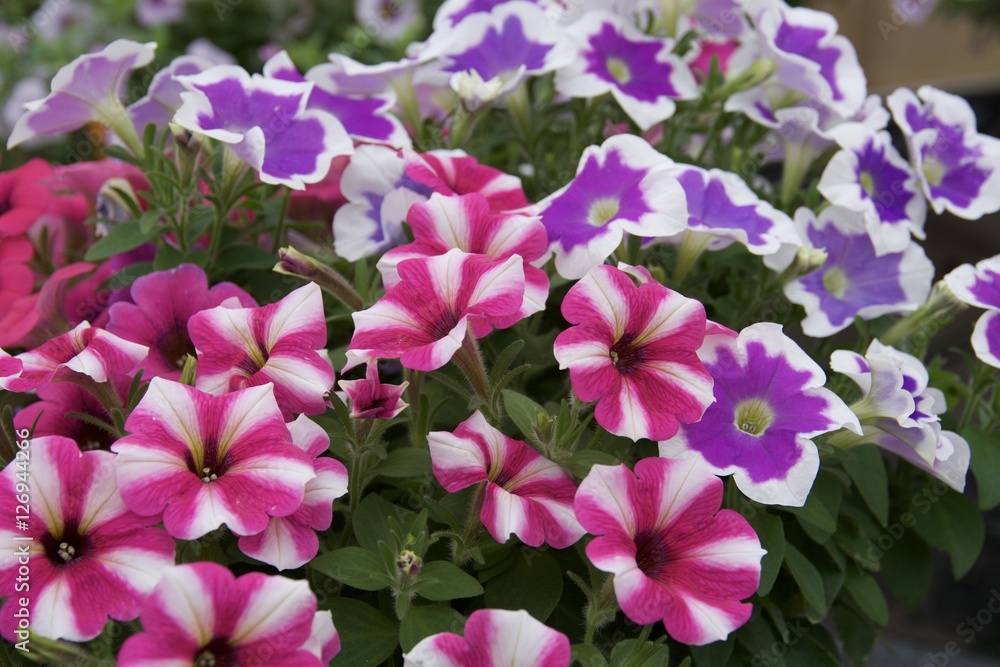 colourful flowers colourful flowers