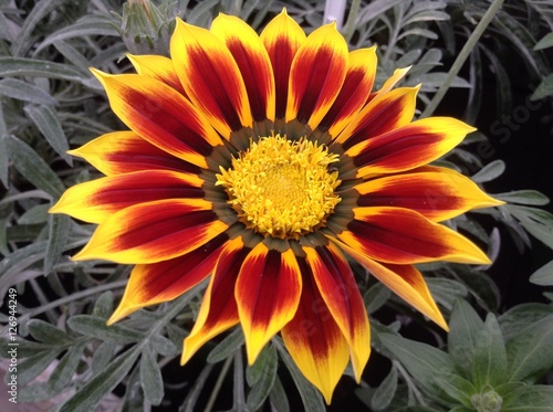 gazania