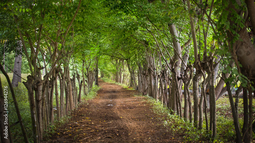 Fototapeta Naklejka Na Ścianę i Meble -  dirt road with overgrown trees at the island gili meno, indonesia