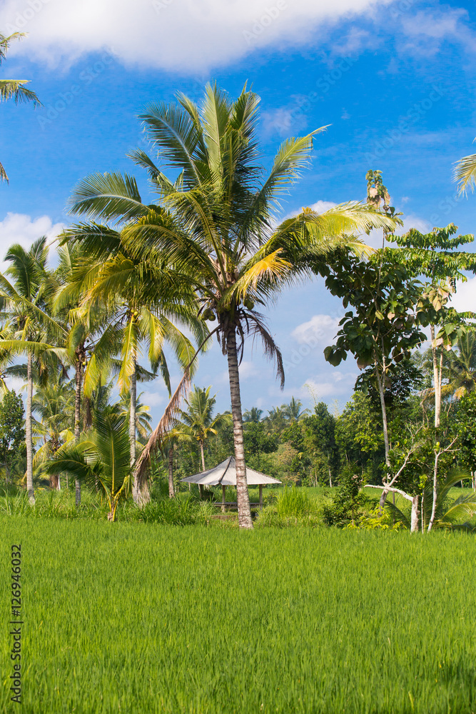 Fototapeta premium palm trees with rice field in the foreground