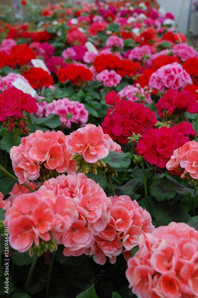 Geranium Geranium