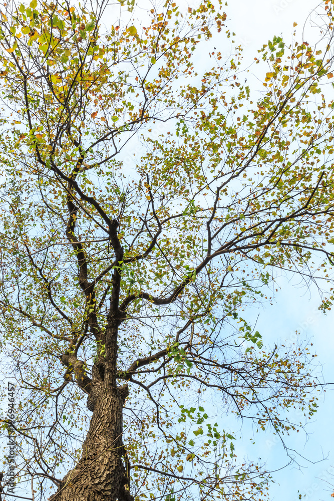 Obraz premium Falling leaves of a tree in autumn