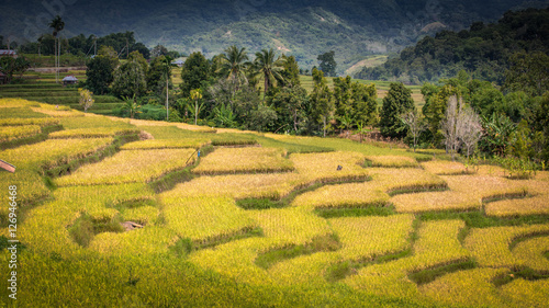 Konstfotografi beautiful colored ricefield with mountains in the background at flores, indonesi