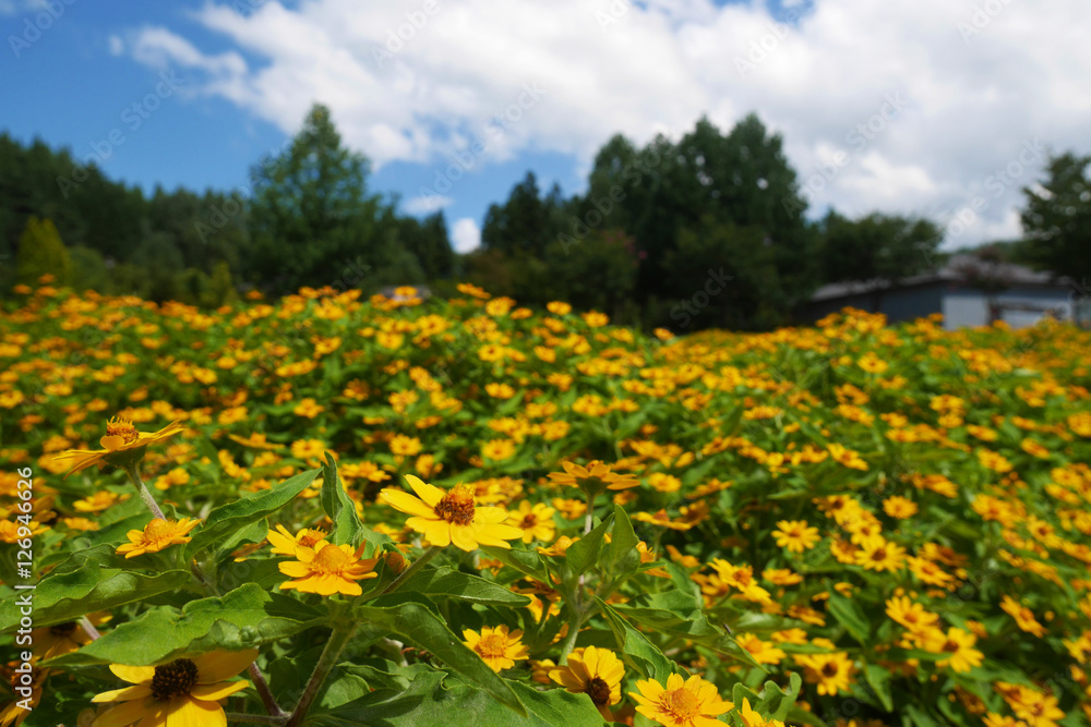 Yellow flowers garden under blue sky