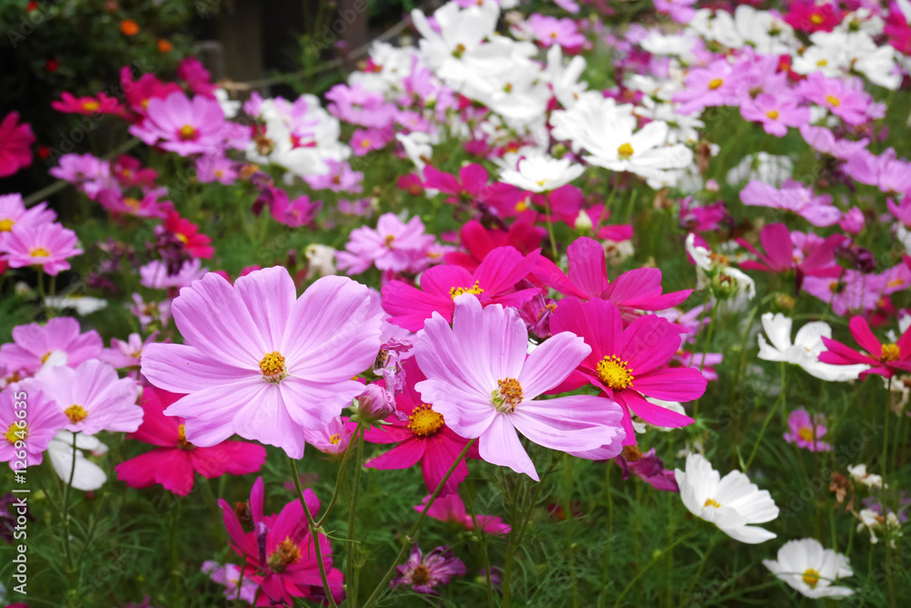 Pink flowers Pink flowers