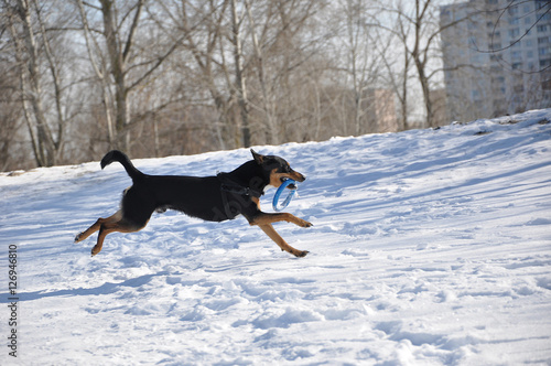 dog pet running on winter snow