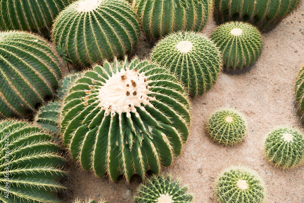 Beautiful of big Cactus flower background. Beautiful of big Cactus flower background.