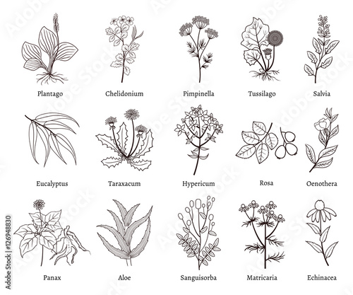 Medicinal herbs and plants doodle vector collection
