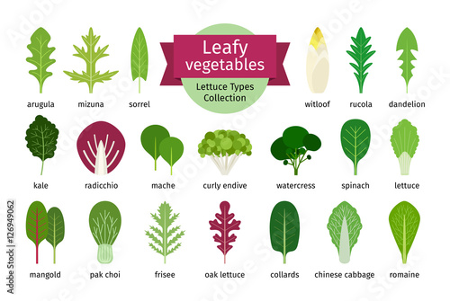 Green vegetables leaf set. Natural salad leaves and herbs isolated on white background. Vector illustration