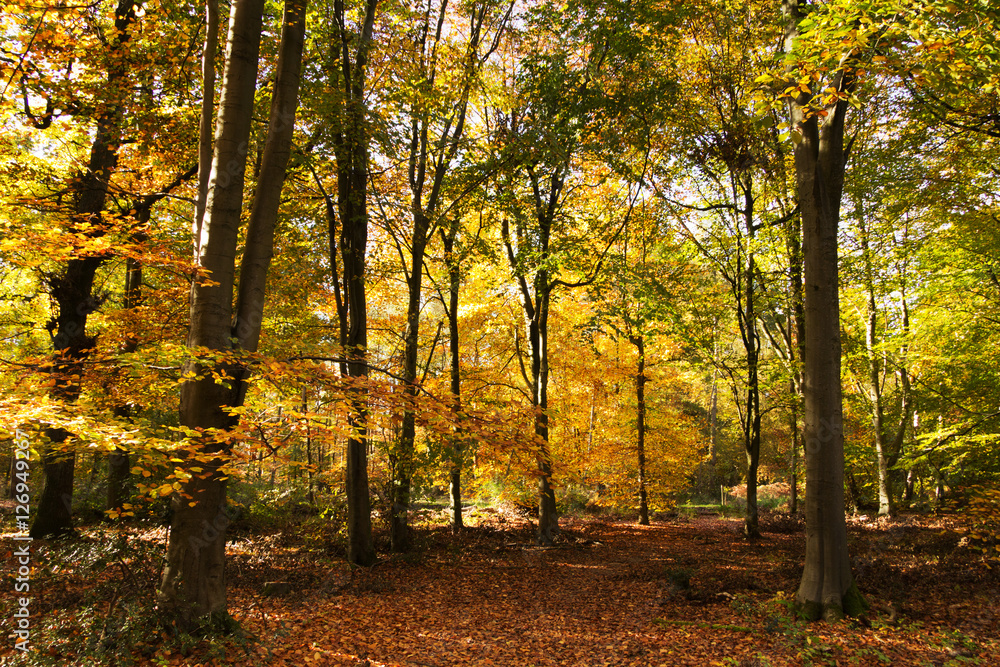 Woodland scene with yellow and brown autumn leaves Woodland scene with yellow and brown autumn leaves