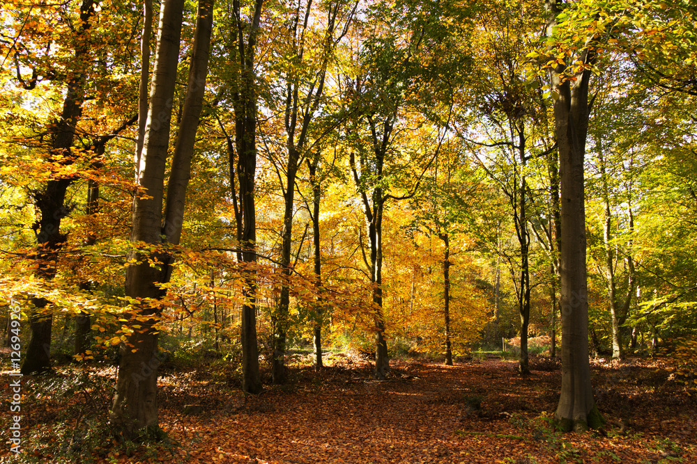 Woodland scene with yellow and brown autumn leaves