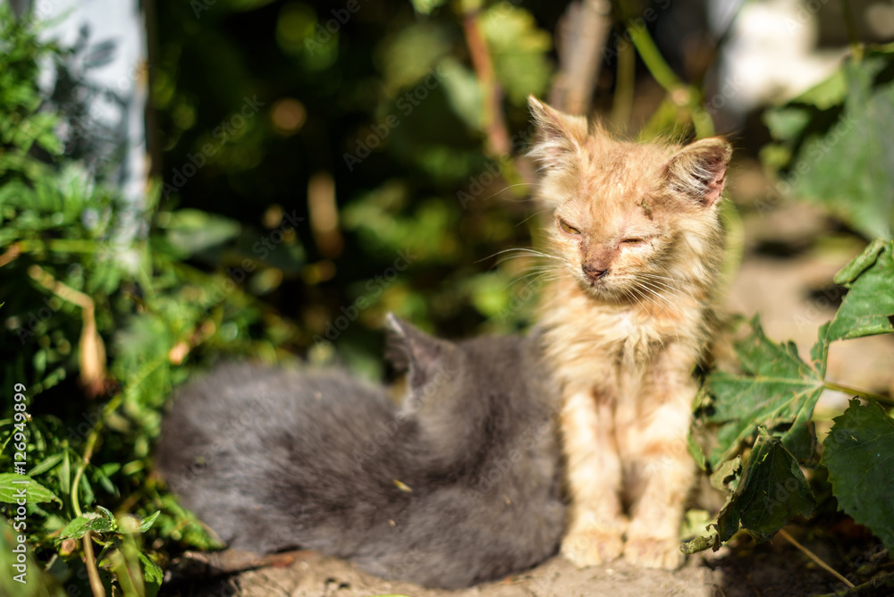 Naklejka premium the kitten runny nose looking for food in a bet