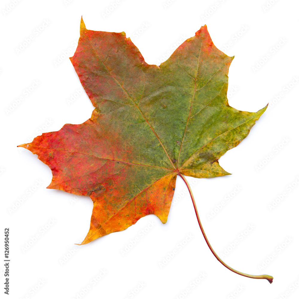 Fototapeta premium Autumn maple leaf on white surface