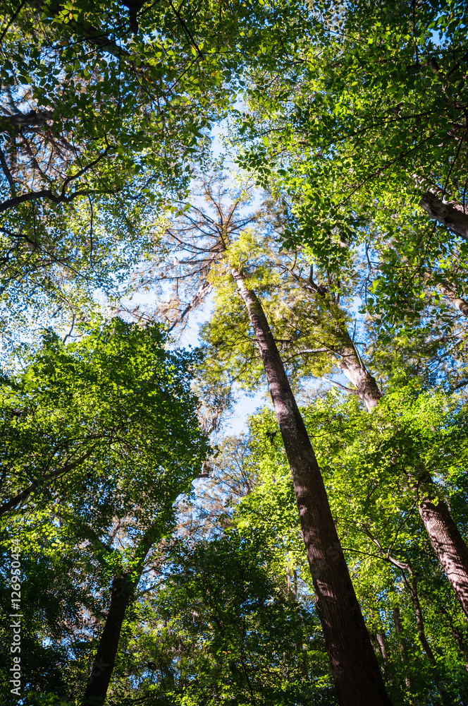 Obraz premium Congaree National Park
