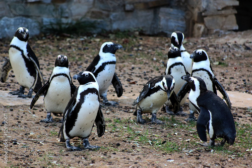African penguins in the zoo