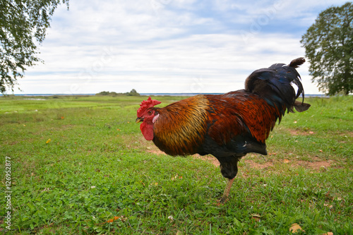 Foto Big bright rooster on the background of meadow