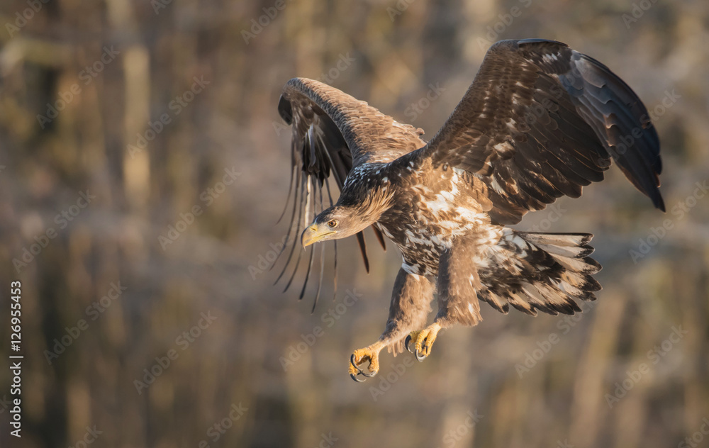 Fototapeta premium White tailed Eagle (Haliaeetus albicilla)