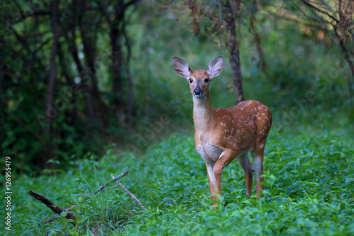 White-tailed deer fawn in the forest in Ottawa  Canada