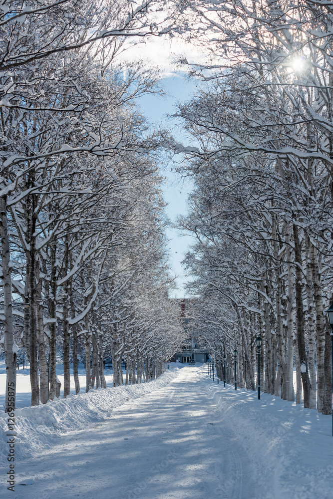 Fototapeta premium 冬のシラカバ並木道