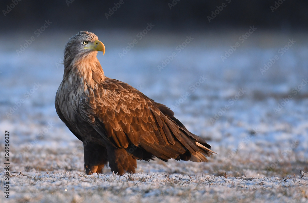 Fototapeta premium White tailed Eagle (Haliaeetus albicilla)