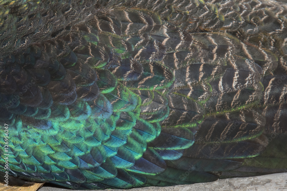 Obraz premium close-up peacock feathers, wing feather