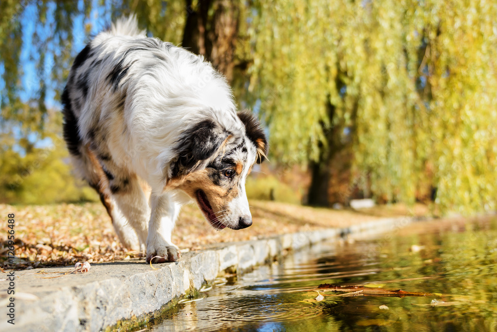 Australian Shepherd puppy on the lakeshore
