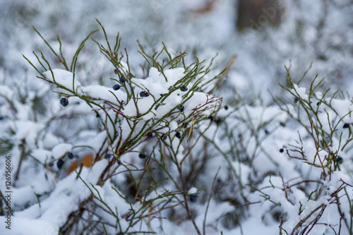 Blåbär i nyfallen snö photo