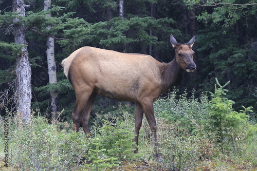 Moose - Alberta - Canada © chromoprisme
