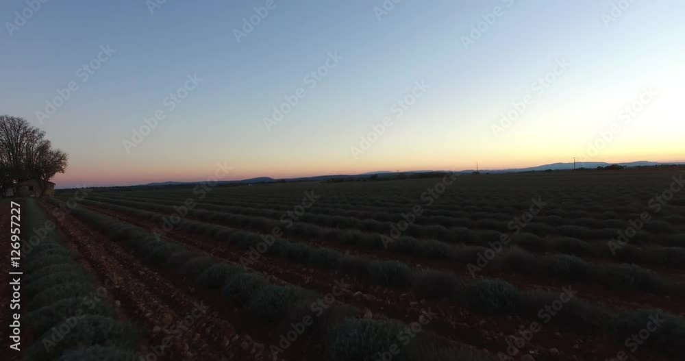 Couche de soleil plateau de Valensole Couche de soleil plateau de Valensole
