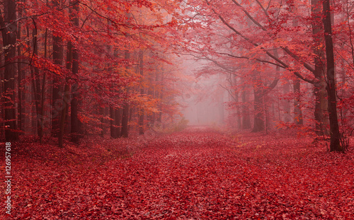 Fotobehang Autumn forest