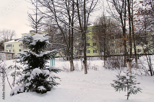 Two winter fir-trees