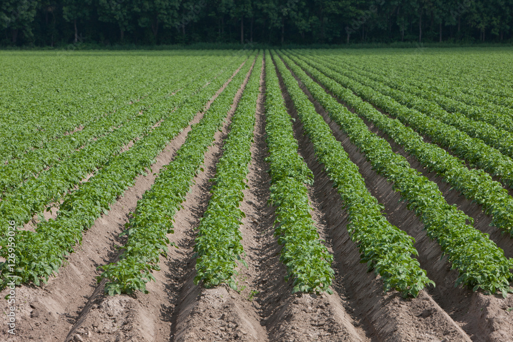 Field of potatoes. Food. Flevopolder Netherlands. Farming Field of potatoes. Food. Flevopolder Netherlands. Farming