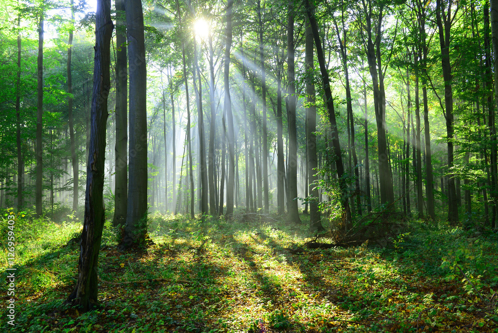 Naklejka premium Beautiful morning in the forest