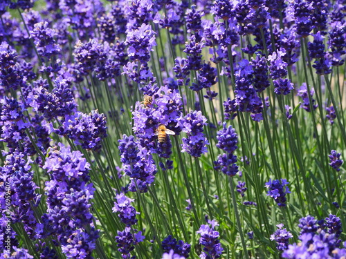 Lavender,Bee