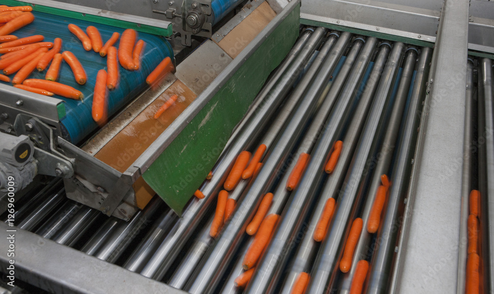 Carrot processing. Carrots on conveyor belt. Food industry. Washing carrots. Carrot processing. Carrots on conveyor belt. Food industry. Washing carrots.