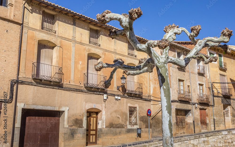 Tree and historical houses in the center of Daroca