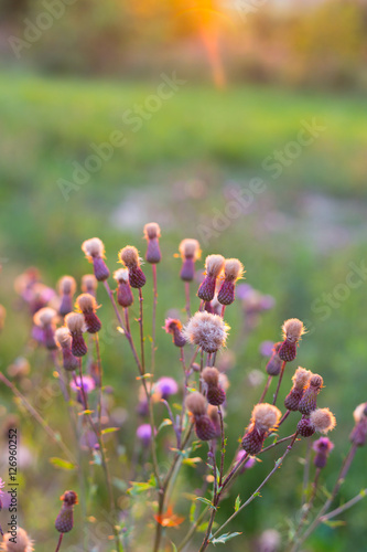 Autumn flowers in sunlight