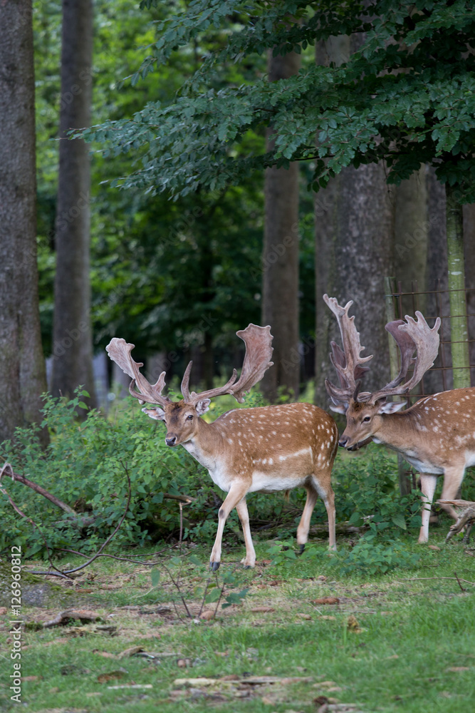 Herd of Male Fallow Deers in the Forest, Germany
