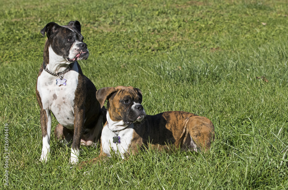 Senior Boxer dog and Puppy Boxer dog resting in a grassy field.