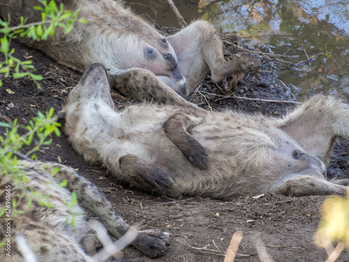 Three hyenas resting with their bellies up in Kruger NP