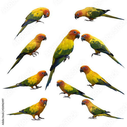 Set of Parrot, sun Conure , yellow parrot , small parrot isolated on white background © chamnan phanthong