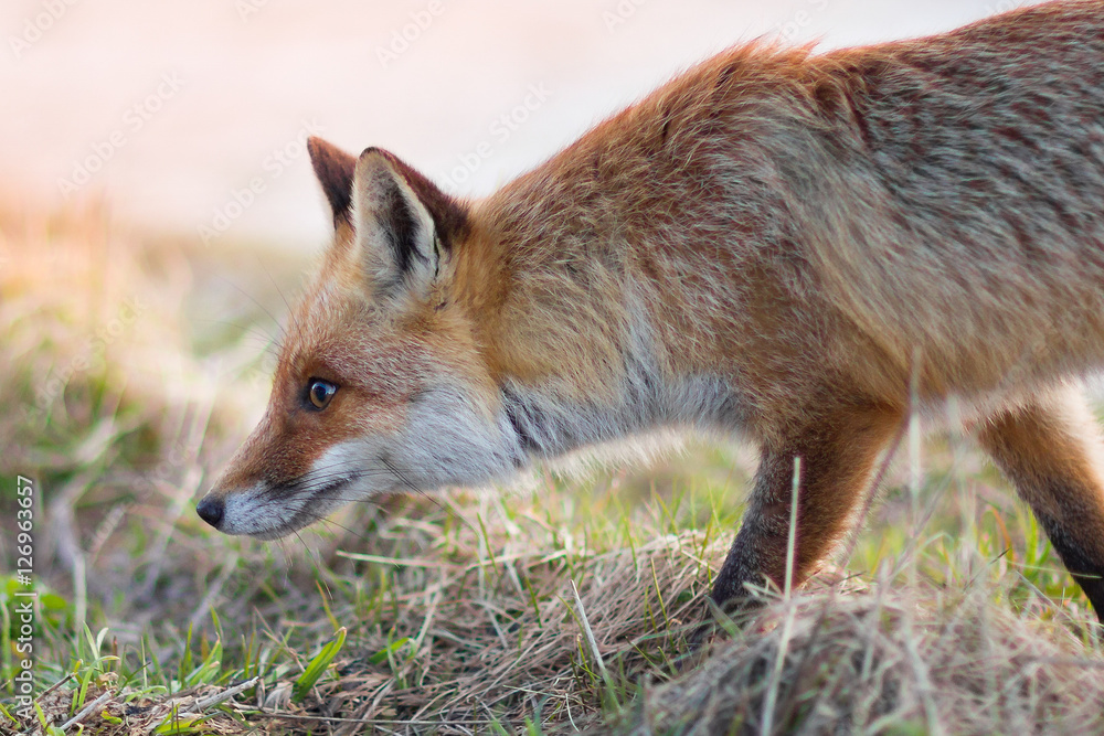 Gantrisch Fuchs