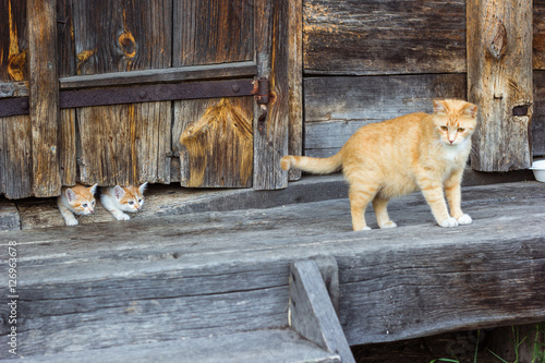 Red and white cat with small kittens against a wooden wall of old wooden hut in a countryside.Cats family. Rustic style. Selective focus. photo